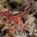 shrimp_hingebeak_rb_kad_h_0112_fij0672.jpg